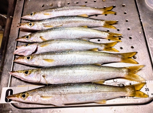 カマスの釣果