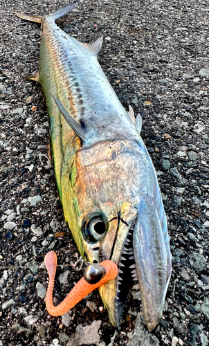 サゴシの釣果