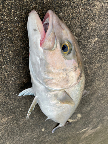 カンパチの釣果