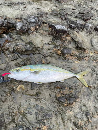 ハマチの釣果