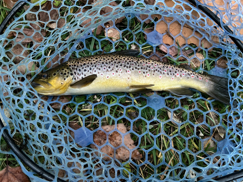 ブラウントラウトの釣果