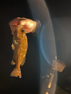 ガヤの釣果