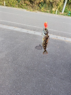 アサヒアナハゼの釣果