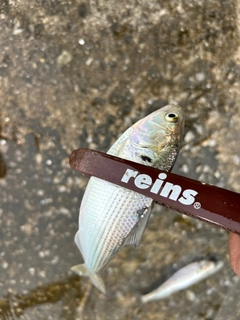 コノシロの釣果