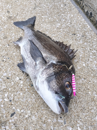 チヌの釣果