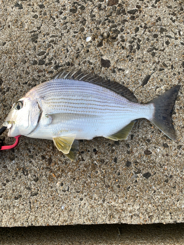 ヘダイの釣果