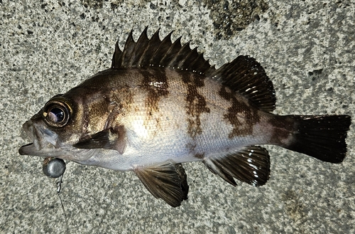 メバルの釣果