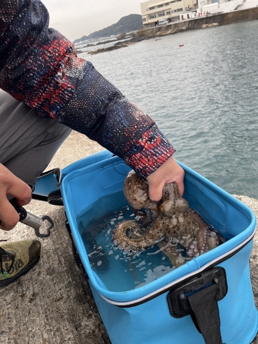 タコの釣果