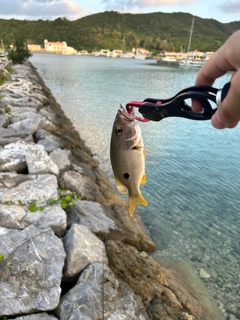 イッテンフエダイの釣果