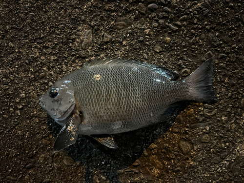 メジナの釣果