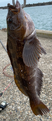 アイナメの釣果