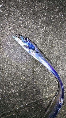 タチウオの釣果