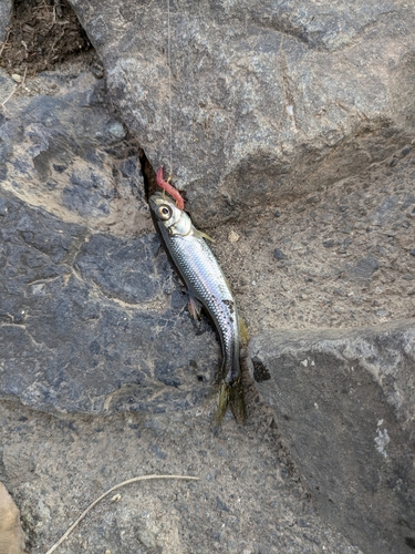 カワムツの釣果