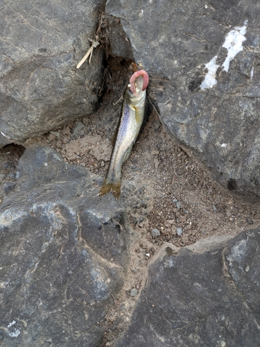 アブラハヤの釣果