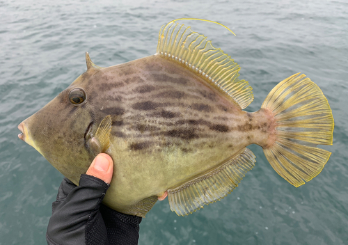 カワハギの釣果