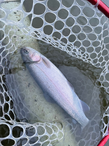 ニジマスの釣果