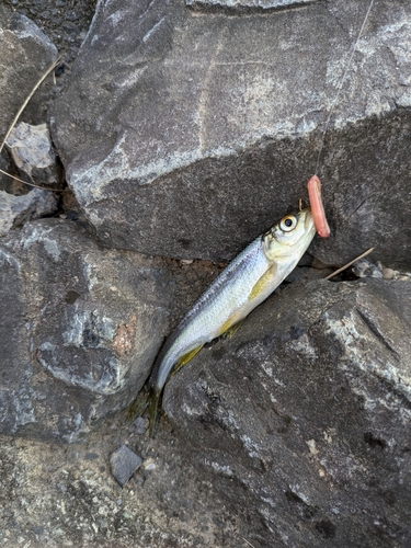 カワムツの釣果