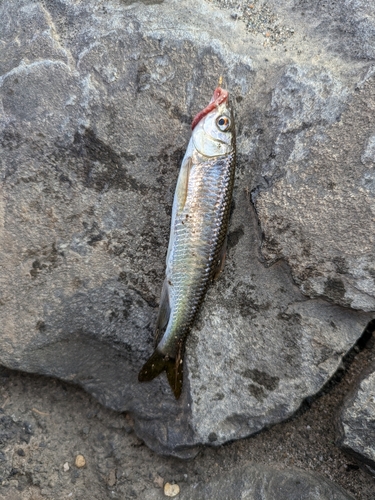 オイカワの釣果