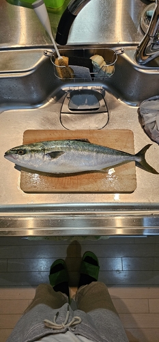 イナダの釣果