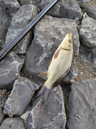 コイの釣果