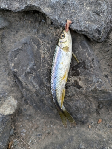 カワムツの釣果