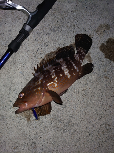 アコウの釣果