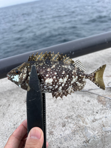 アイゴの釣果