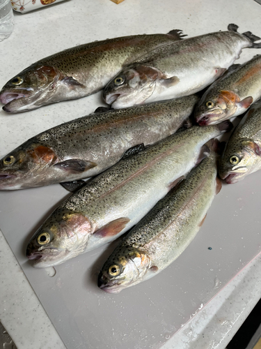 ニジマスの釣果