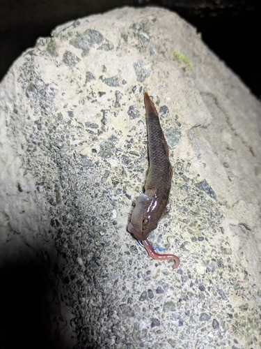 ヨシノボリの釣果