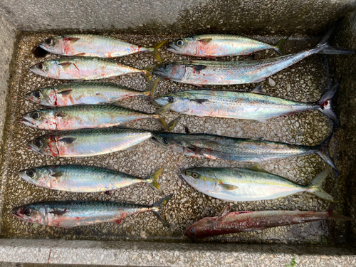 サワラの釣果