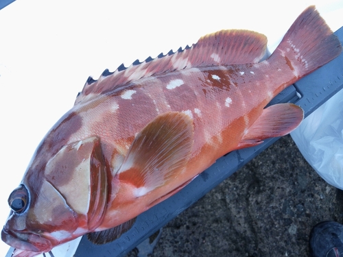 アカハタの釣果