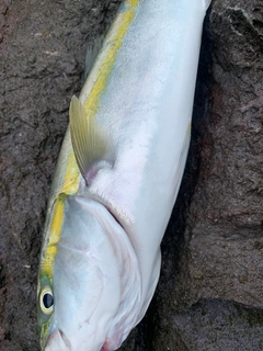 ヤズの釣果