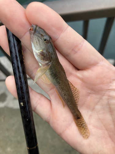 ハゼの釣果