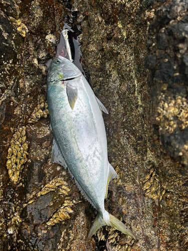 ワラサの釣果