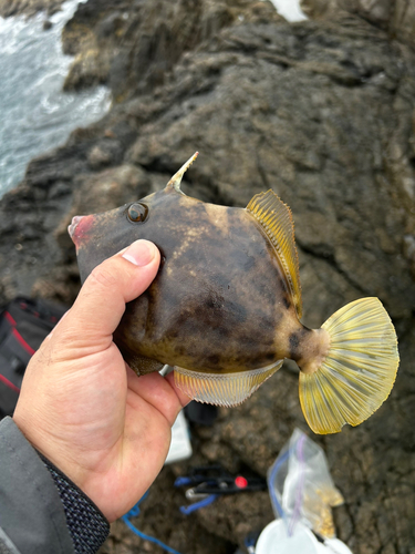 カワハギの釣果