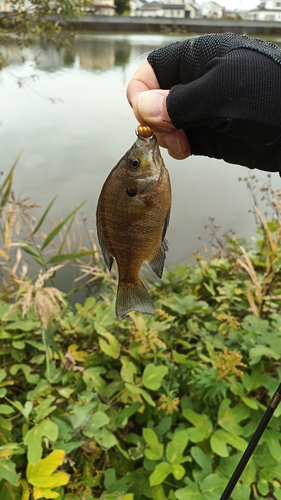 ブルーギルの釣果