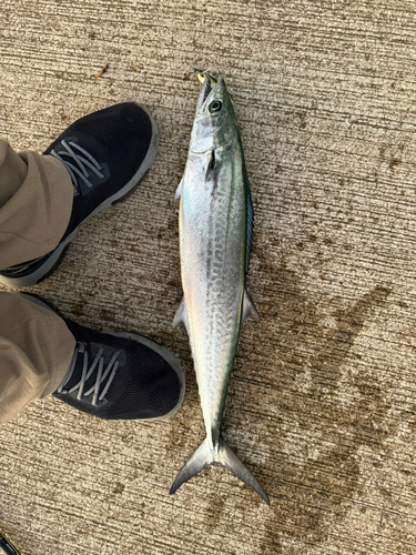 サゴシの釣果