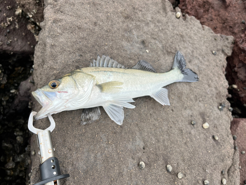 セイゴ（マルスズキ）の釣果