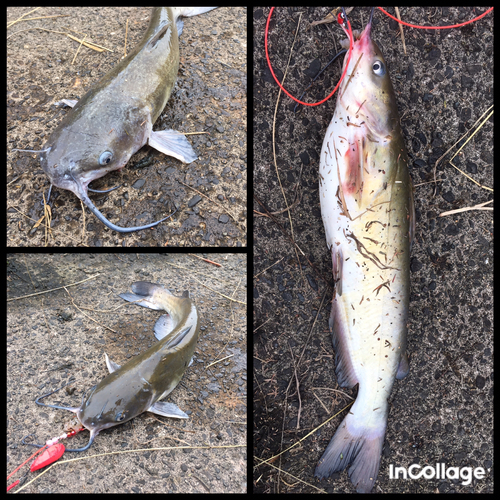 アメリカナマズの釣果