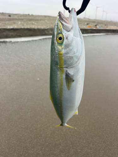 イナダの釣果