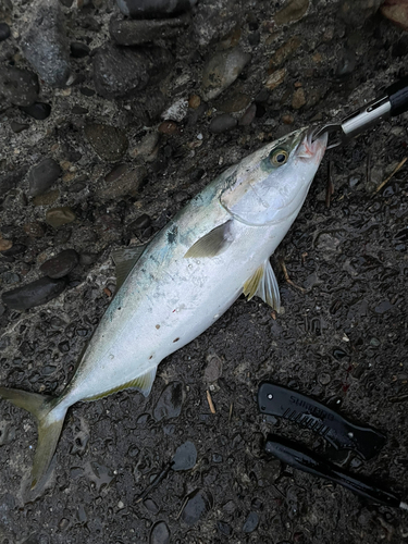 イナダの釣果