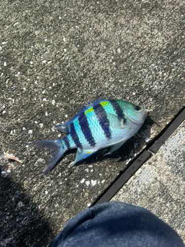 オヤビッチャの釣果