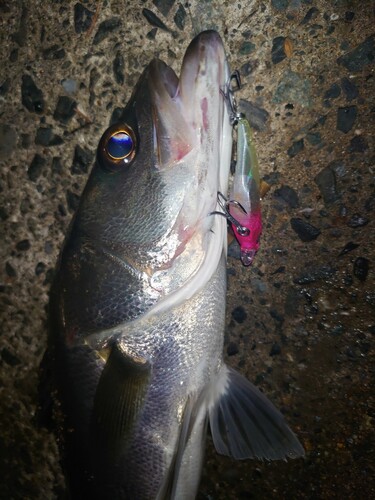 シーバスの釣果