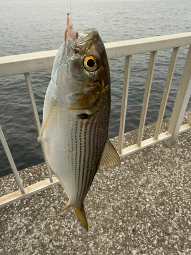 コノシロの釣果