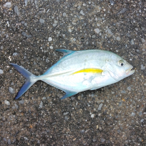 カスミアジの釣果