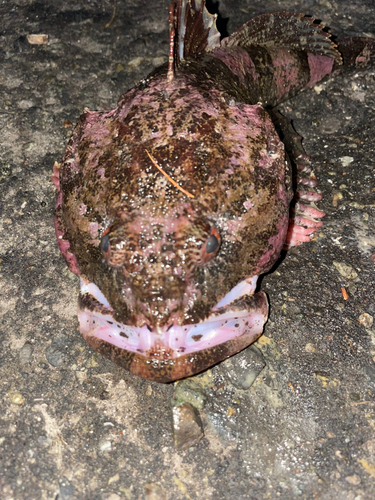 カジカの釣果