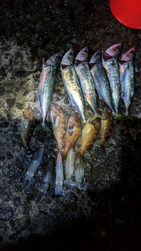 サバの釣果