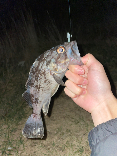 クロソイの釣果