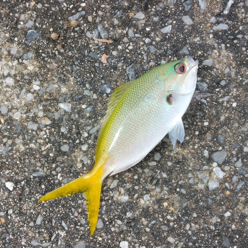 ユメウメイロの釣果