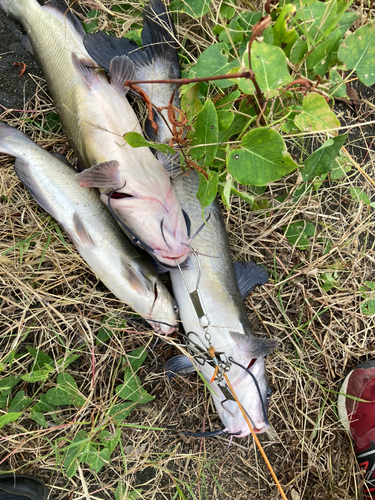 アメリカナマズの釣果